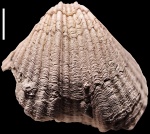 Blasispirifer blasii (Verneuil, 1845). Скульптура раковины.