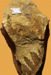 Prynadaeopteris (?) sp.