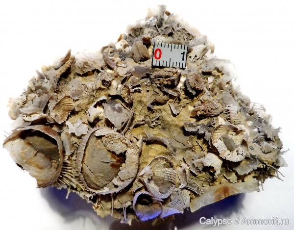 препарирование, Productida, Rhynchopora, Rhynchonellida, Cancrinella, Rhynchopora geinitziana, казанский ярус, Linoproductinae