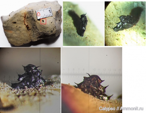 Graptolitha
