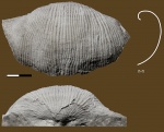 Latiproductus latissimus (Sowerby)