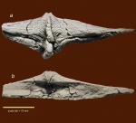 Paeckelmanella expansa (Tschernyschew, 1902)