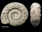 Paragastrioceras ellipsoidale (Fredericks, 1915)