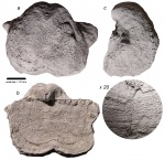 Horridonia granulifera (Toula, 1875)