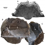Reticulatia uralica (Tschernyschew, 1902)