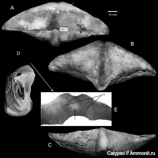 Spiriferida, Spiriferidina, Syringothyrididae, Syringothyridinae, Pseudosyringothyris, Pseudosyringothyris karpinskii