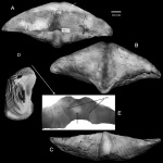 Pseudosyringothyris karpinskii Fredericks, 1916