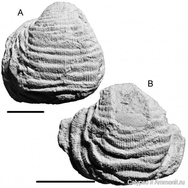 Productida, Fluctuaria, Productidina, Linoproductidae, Fluctuaria neoundata