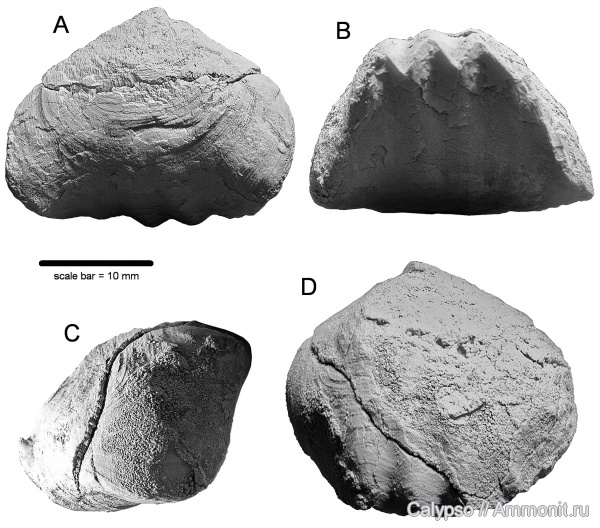 Rhynchonellida, Pugnacidae, Shumardella, Petasmariidae