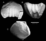 Rhynoleichus spp.