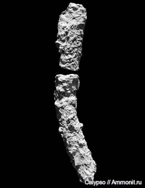 Thalassinoides