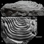 Leptaena (Septomena) juvenilis (Öpik, 1930)