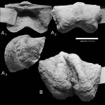 Dyoros pseudotrapezoidalis  (Miloradovich, 1947)