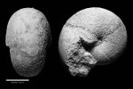 Agathiceras uralicum (Karpinsky, 1874)