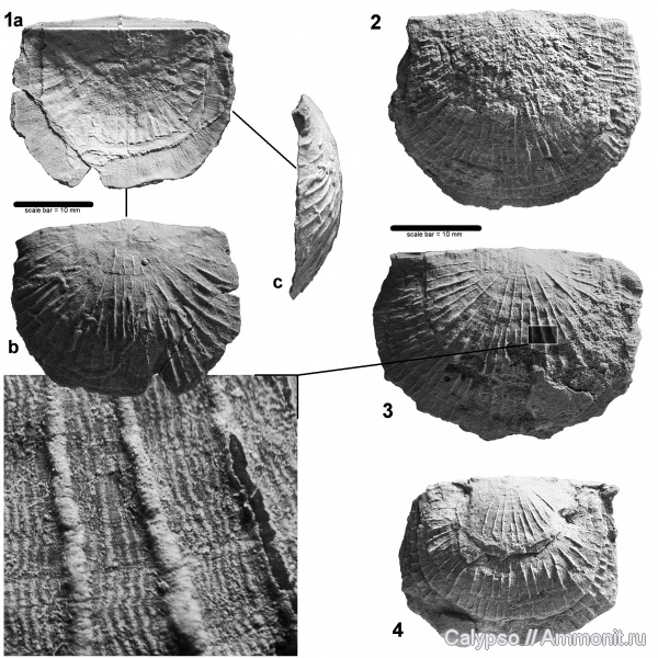 Strophomenida, Leptostrophiidae, Nervostrophia, Nervostrophia latissima
