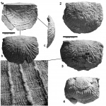 Nervostrophia latissima (Quenstedt, 1871)