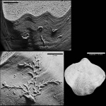 Gypidula ex gr. biplicata (Schnur, 1853) с обрастателями.