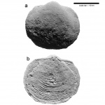 Devonoproductus cf. karasikae (Liashenko, 1958)