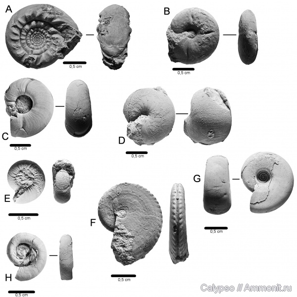 Popanoceras, Uraloceras, Medlicottia, Popanoceratidae, Paragastrioceratidae, Neopronorites, Neopronorites permicus, Medlicottiidae, Paragastrioceras jossae  subtrapezoidale, Popanoceras annae, Uraloceras fedorovi, Eothinites aktastenzis