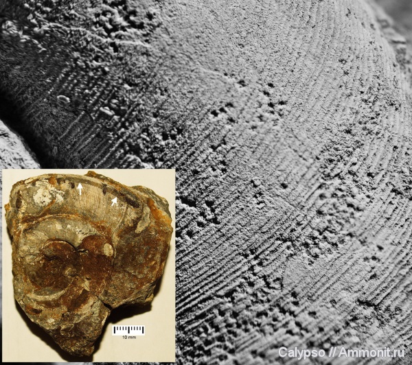 Discoceras, Tarphycerida, Discoceratidae