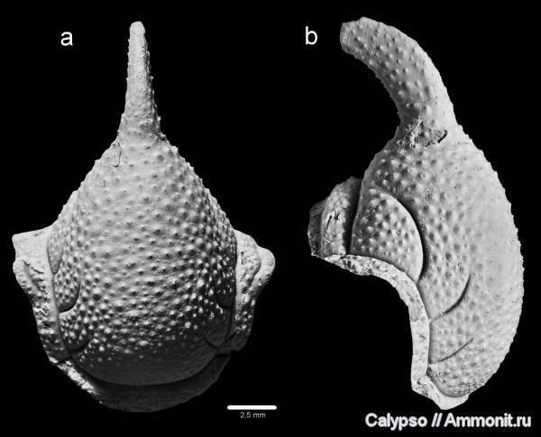 Cheiruridae, Phacopida, cheirurina, Acanthoparyphinae, Nieszkowskia, Nieszkowskia ahti