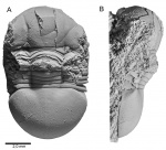 Illaenus oblongatus kukersianus Holm (?)