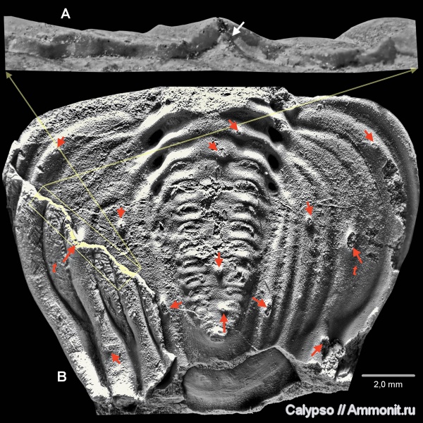 Phacopida, cheirurina, Encrinuridae, Cybelinae, Cybelella