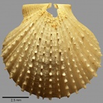 Chlamys (Aequipecten) ajatensis Glasunova