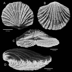 Paucicrura navis (Öpik, 1930)