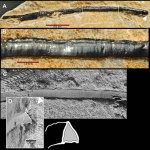 Sphenothallus sp.