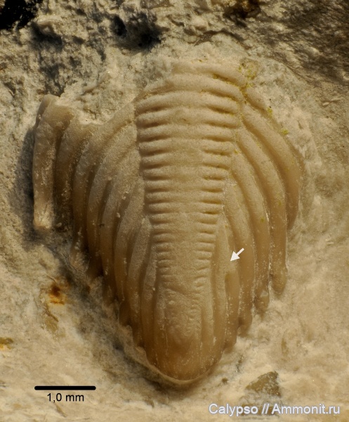 Phacopida, cheirurina, Encrinuridae, Erratencrinurus  seebachi, Encrinurinae, Erratencrinurus