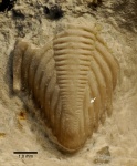 Пигидий Erratencrinurus (Erratencrinurus) seebachi (Schmidt, 1881)