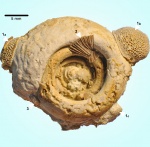 Megalomphala cycloides (Koken, 1896)