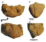 Toxochasmops (Toxochasmops) wesenbergensis (Schmidt, 1881)