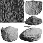 Clitambonites squamatus (Pahlen, 1877)