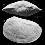 Estheriina aequalis (Lutkevich, 1937)