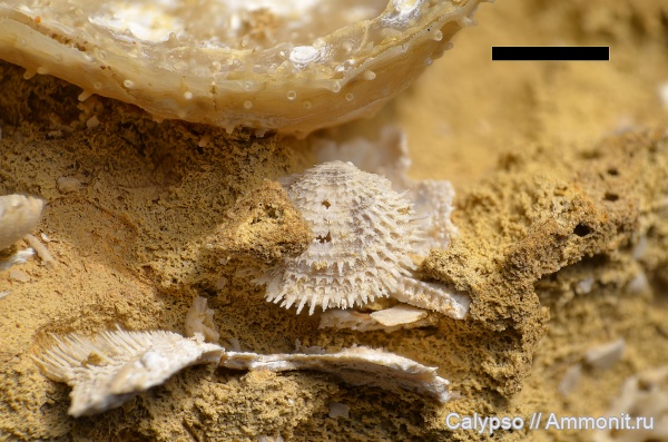 Athyridida, Cleiothyridina, Cleiothyridina pectinifera, Cleothyridininae