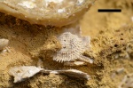 Ювенильная Cleiothyridina pectinifera (Sowerby, 1841)
