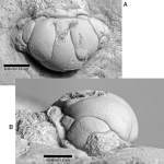 Metopolichas squamulosus (Öpik, 1937)