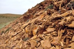 Алевролиты раннего карбона в Восточной Бетпакдале с обильной морской фауной