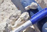 Conocardum sp. из ядра коробчеевской свиты Акишиского карьера