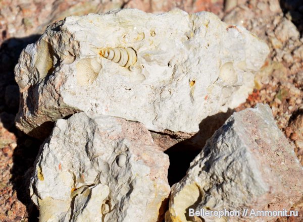 гастроподы, карбон, Trachidomia, Stephanozyga, Акишинский карьер