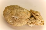 Раковины двустворчатых моллюсков