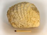 Quadratotrigonia nodosa?