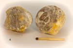 Glycymeris pilosus (Linne)