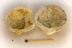 Glycymeris pilosus (Linne)