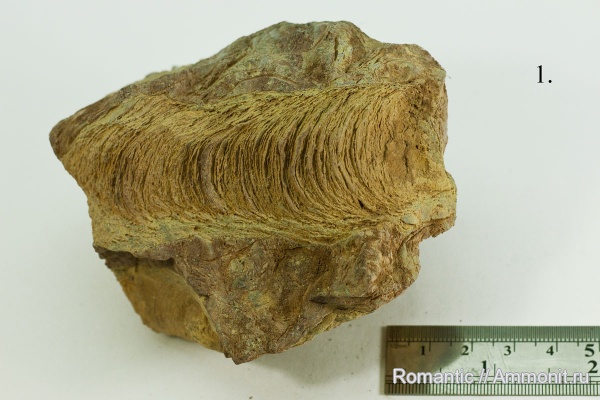 строматолиты, цианобактерии, протерозой (неопротерозой), рифей, Jurusania cylindrica