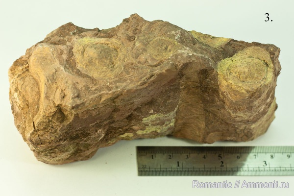 строматолиты, цианобактерии, протерозой (неопротерозой), рифей, Jurusania cylindrica