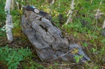 Строматолиты Conophyton cilindricus Maclov, нижний рифей