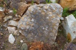 Строматолиты Conophyton cilindricus Maclov, нижний рифей